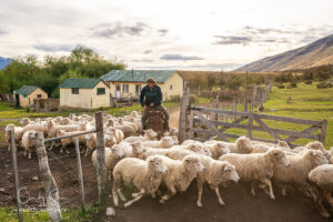 Breakaway at an Argentina Farm