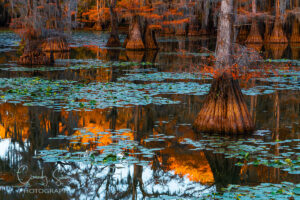 Caddle Lake Bald Cypress Golden Hours