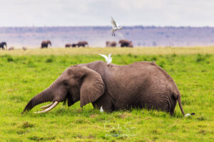 Elephants with Birds in Kenya