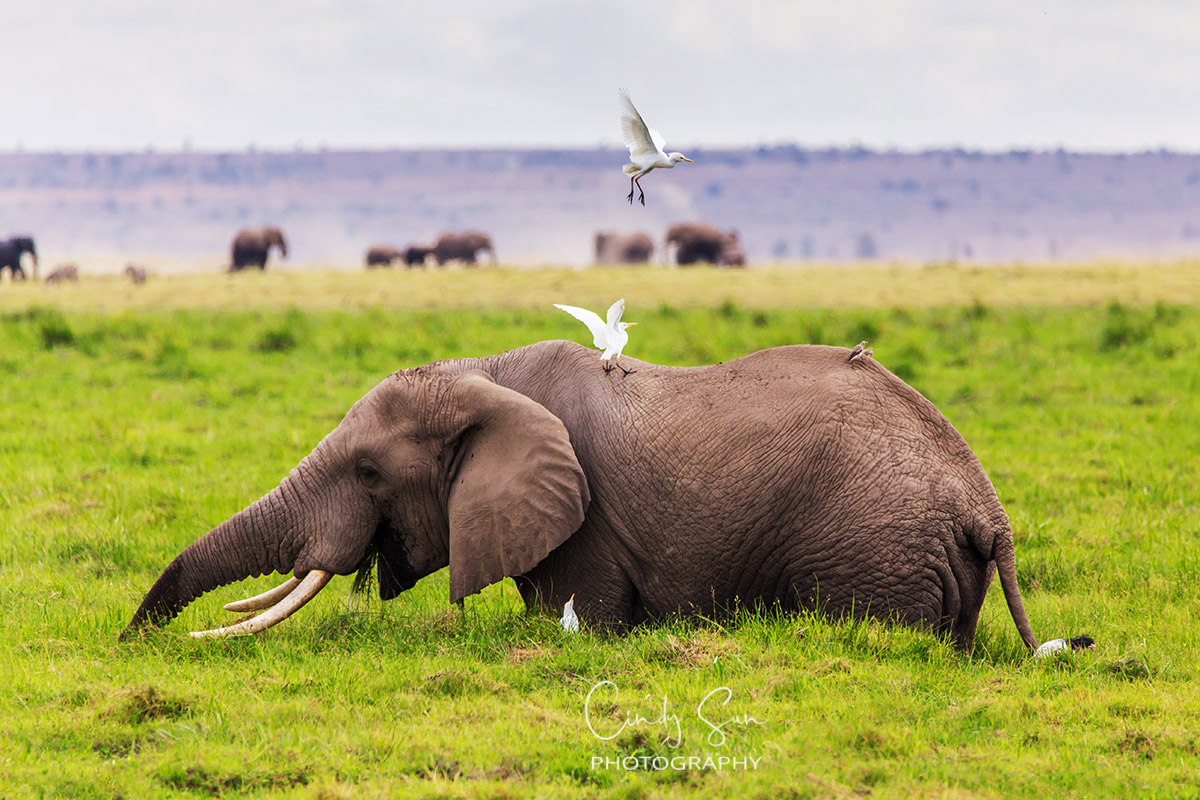 Elephants with Birds in Kenya