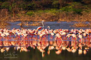 Flamingos at Lake Nakuru, Kenya