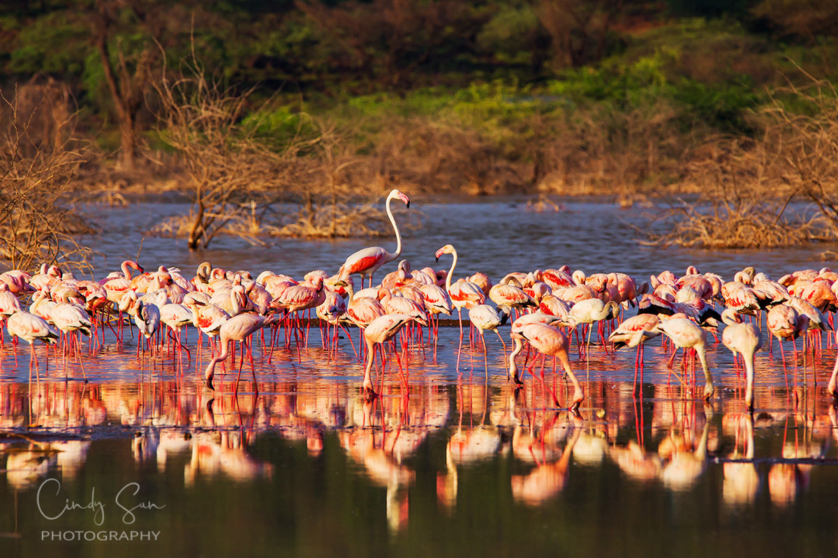 Flamingos at Lake Nakuru, Kenya