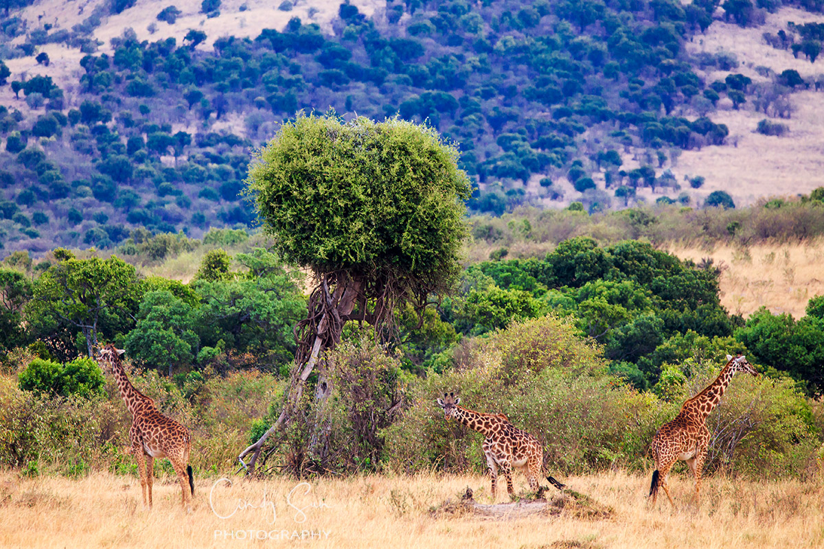 Giraffes in Kenya