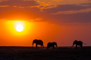 Sunset Elephants in Kenya