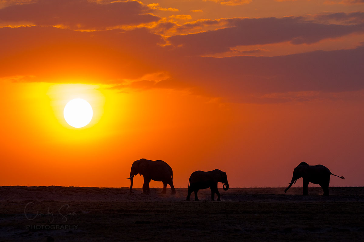 Sunset Elephants in Kenya