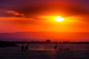 Giraffes and Wildebeests over Sunset in Kenya Maasai Mara