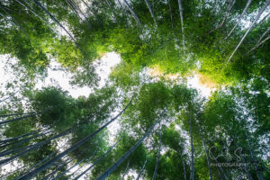 Arashiyama Banboo Forest, Kyoto