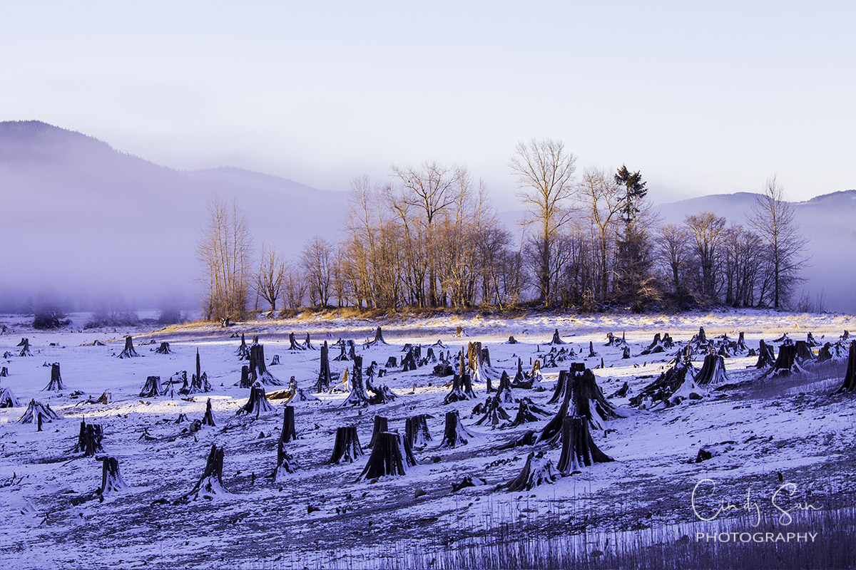 Misty Morning Light with Snow