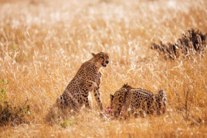 Leopards in Kenya