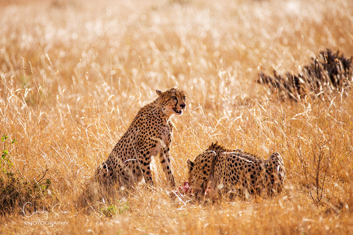 Leopards in Kenya