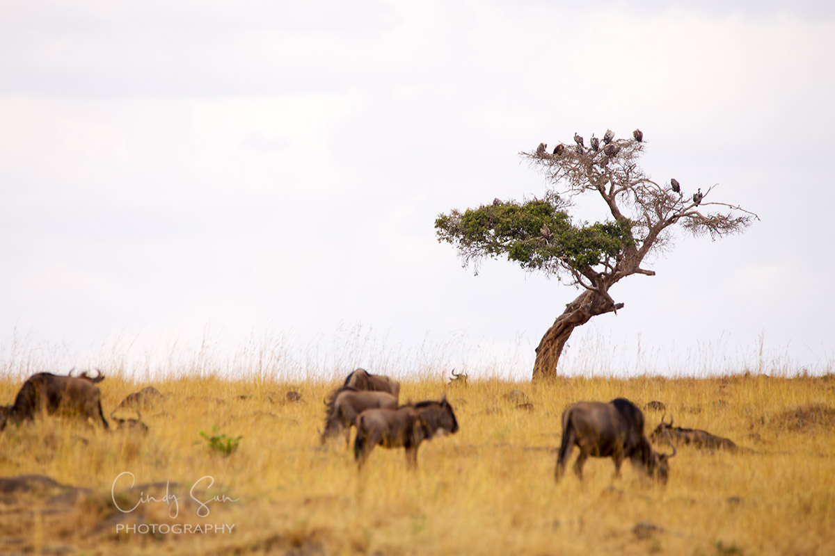 Birds on the Tree with Alongside Wildebeests in Kenya