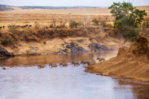 Kenya's Maasai Mara animal migration - Zebras crossings of the Mara River